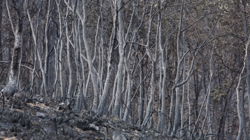 Efectos del incendio de Gestoso en Oencia (4)