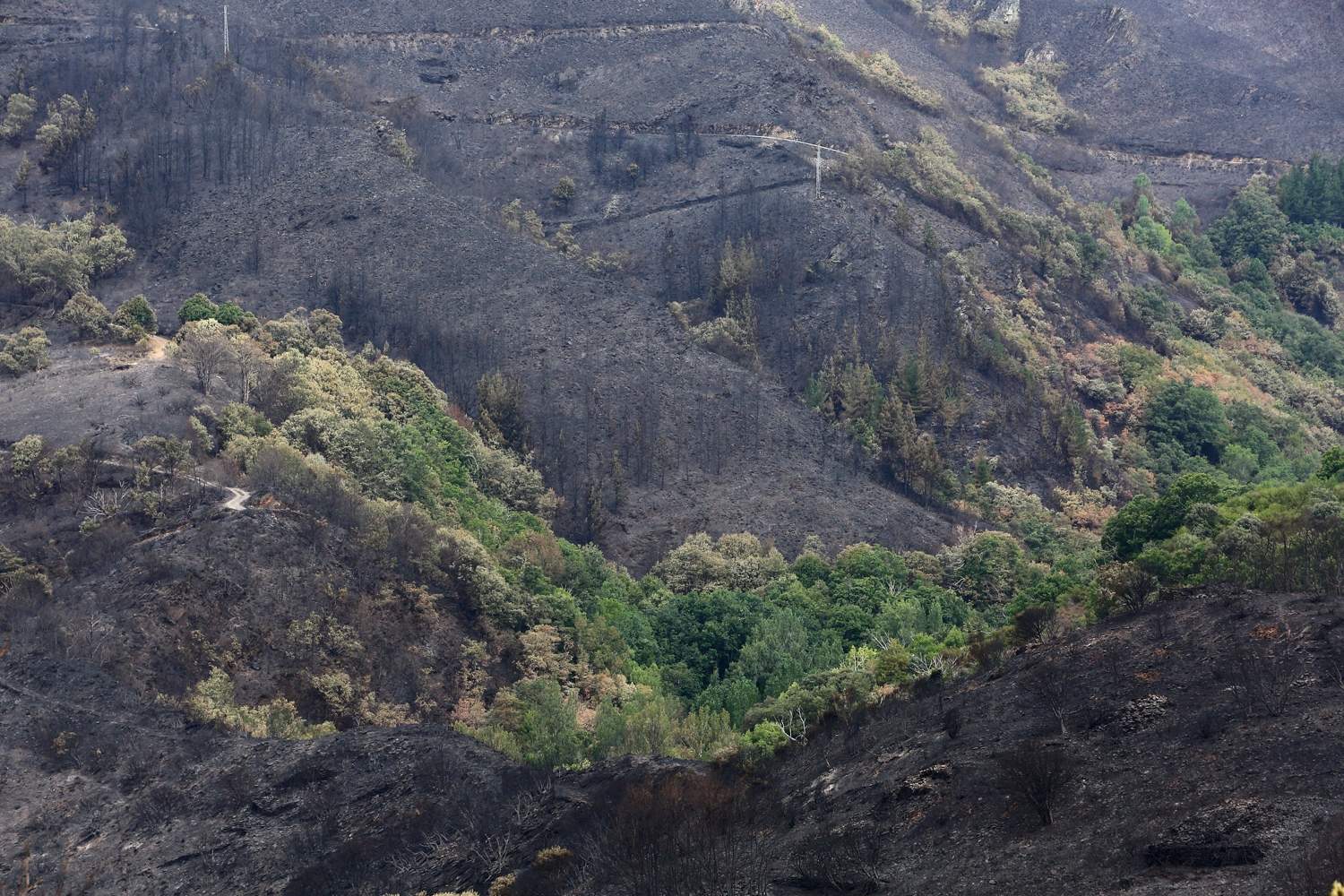 Efectos del incendio de Gestoso en Oencia 