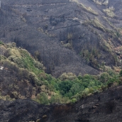 Efectos del incendio de Gestoso en Oencia 