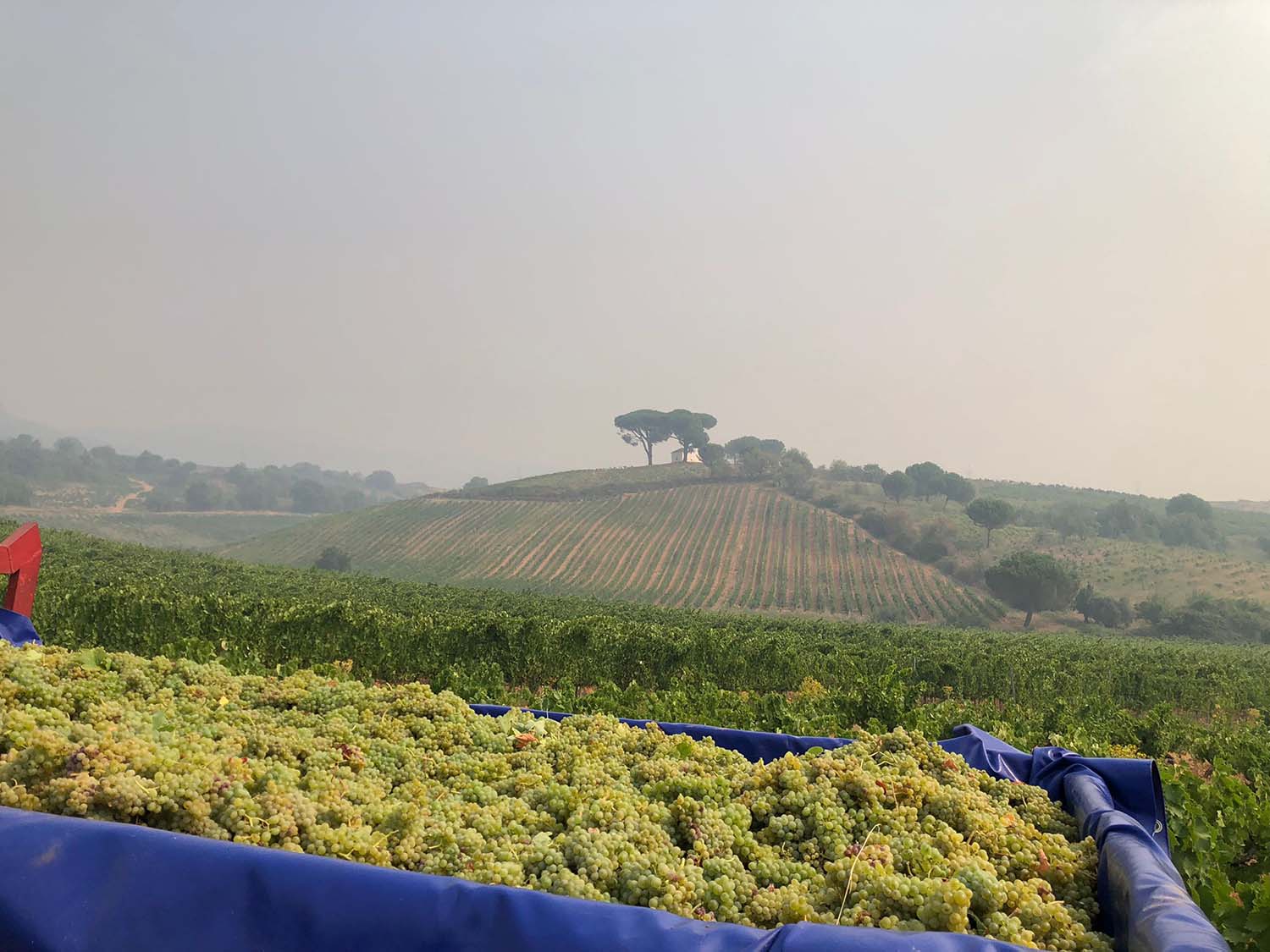 La Bodega Luzdivina Amigo, primera en comenzar la vendimia DO Bierzo con la recogida de Godello La Bodega Luzdivina Amigo, primera en comenzar la vendimia DO Bierzo con la recogida de Godello