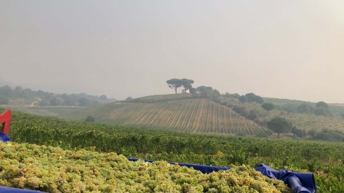La Bodega Luzdivina Amigo, primera en comenzar la vendimia DO Bierzo con la recogida de Godello