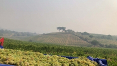 La Bodega Luzdivina Amigo, primera en comenzar la vendimia DO Bierzo con la recogida de Godello