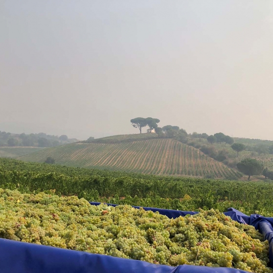 Vendimia de uva godello de la Bodega Luzdivina Amigo