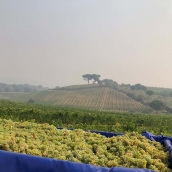 La Bodega Luzdivina Amigo, primera en comenzar la vendimia DO Bierzo con la recogida de Godello