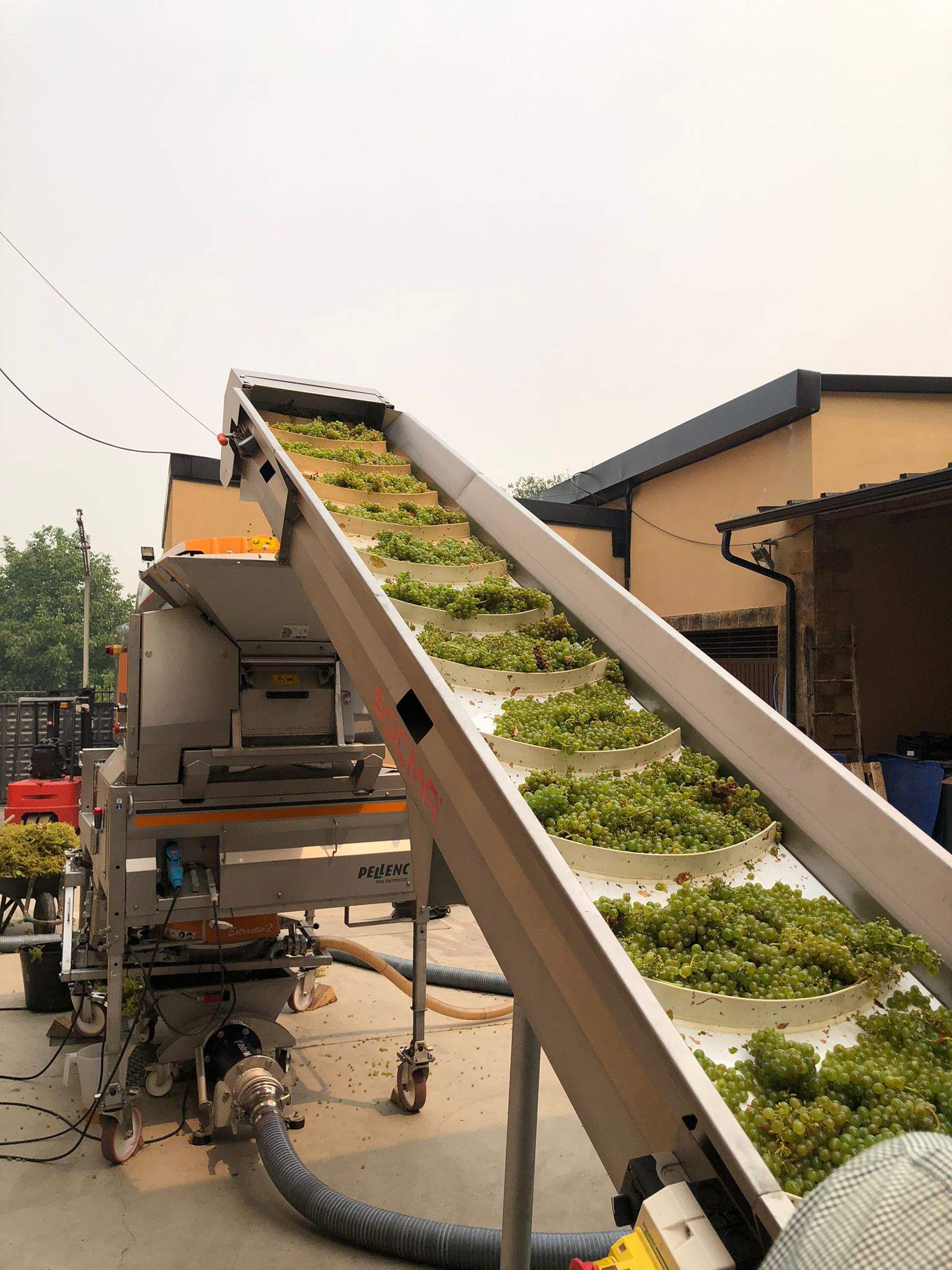La Bodega Luzdivina Amigo, primera en comenzar la vendimia DO Bierzo con la recogida de Godello (2)