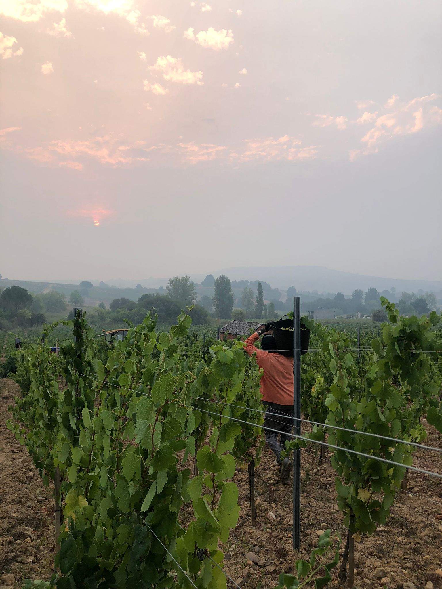 La Bodega Luzdivina Amigo, primera en comenzar la vendimia DO Bierzo con la recogida de Godello (1)