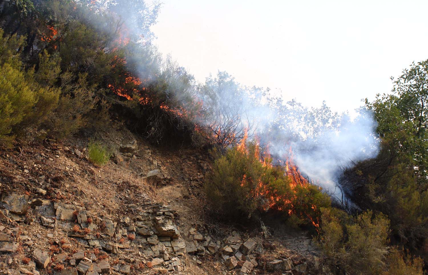 Incendio en Colinas del Campo perteneciente al municipio de Igüeña (13)