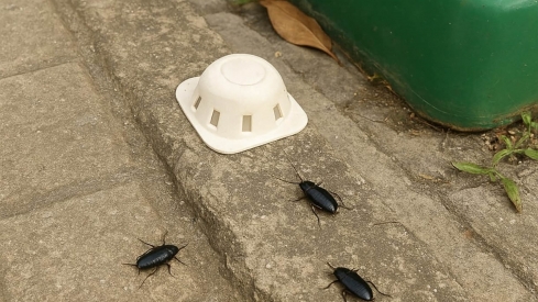 Plaga de cucarachas en Columbrianos