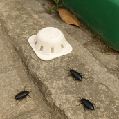 Plaga de cucarachas en Columbrianos