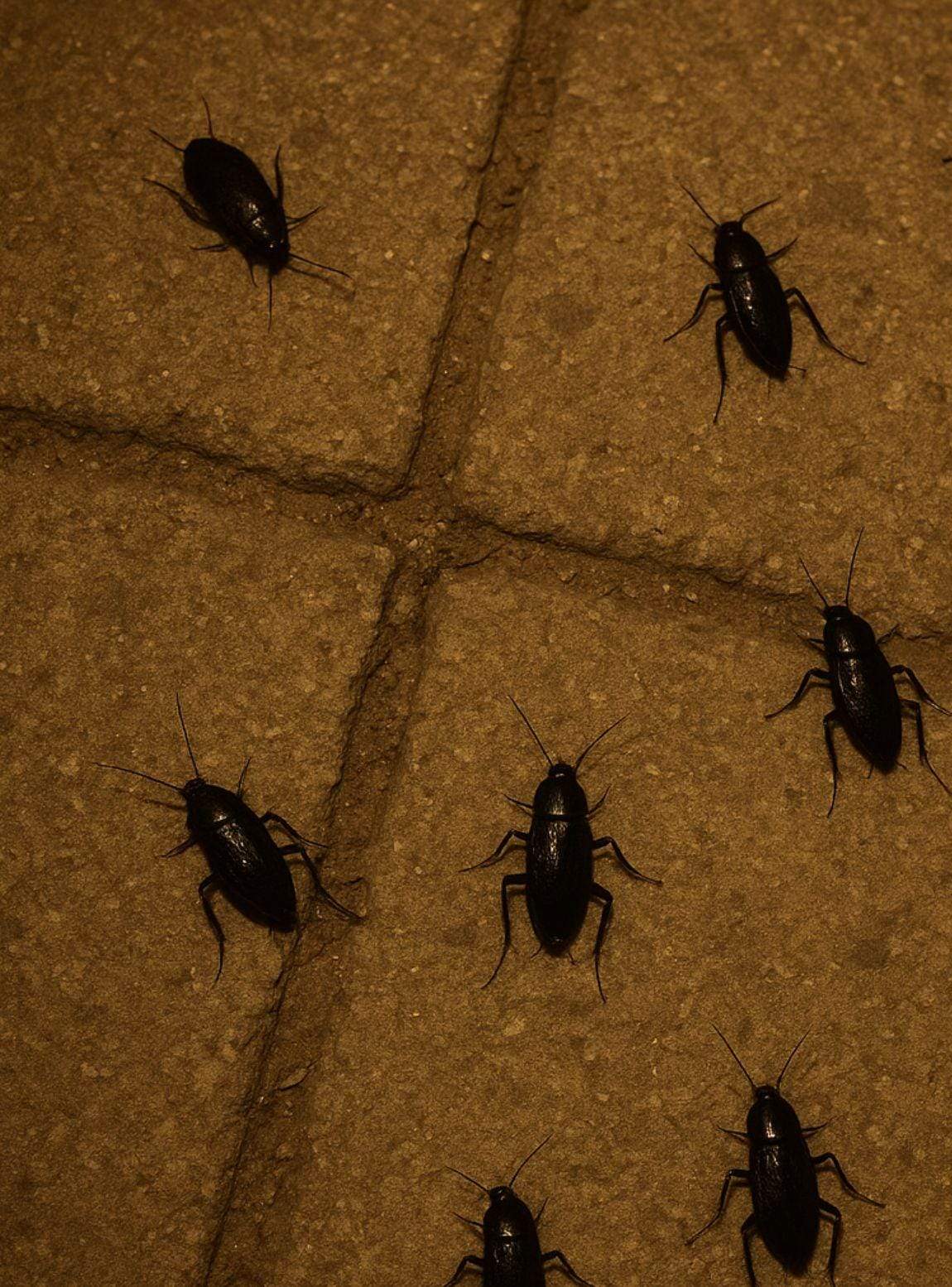 Plaga de cucarachas en Columbrianos (1)
