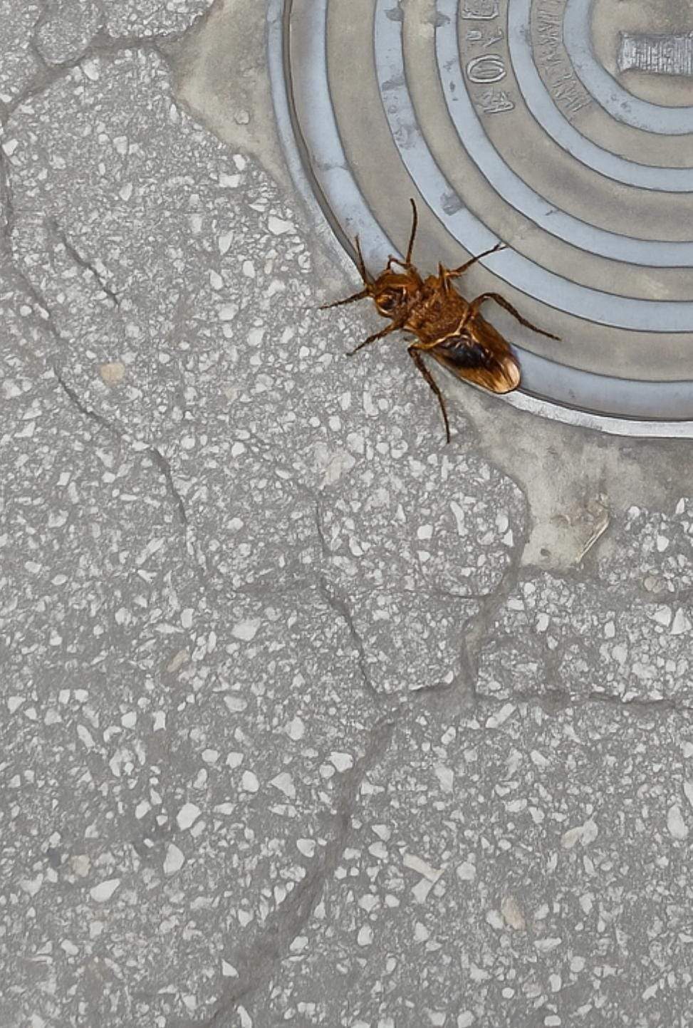 Plaga de cucarachas en Columbrianos (3)