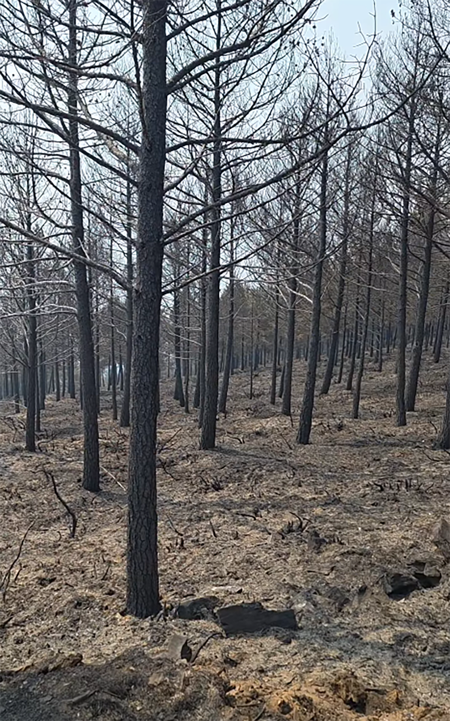 video jesús calleja