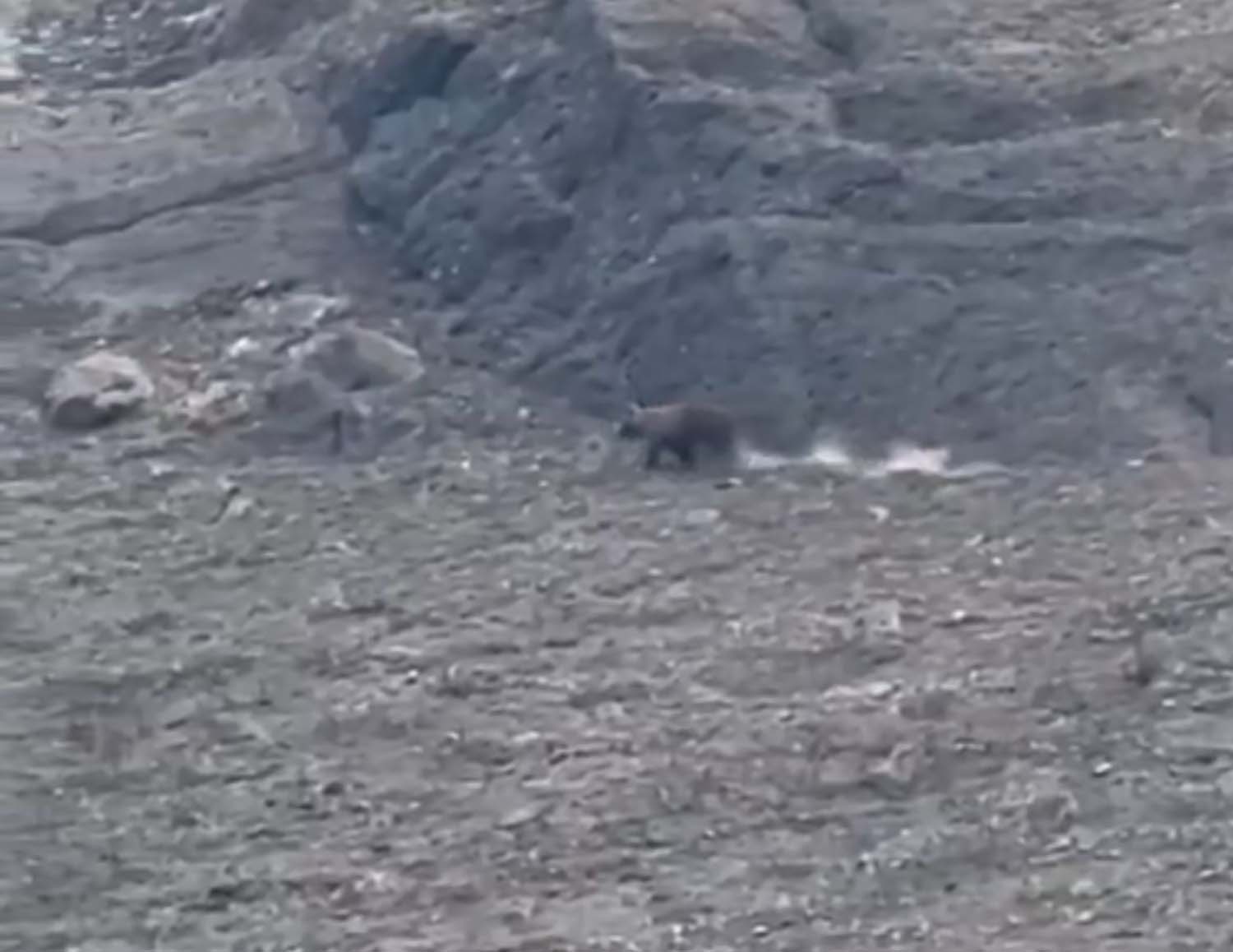 Un oso pardo recorre la montaña calcinada por el incendio de Barniedo en el Parque Regional de Riaño y Mampodre (León) Un oso pardo recorre la montaña calcinada por el incendio de Barniedo en el Parque Regional de Riaño y Mampodre (León)