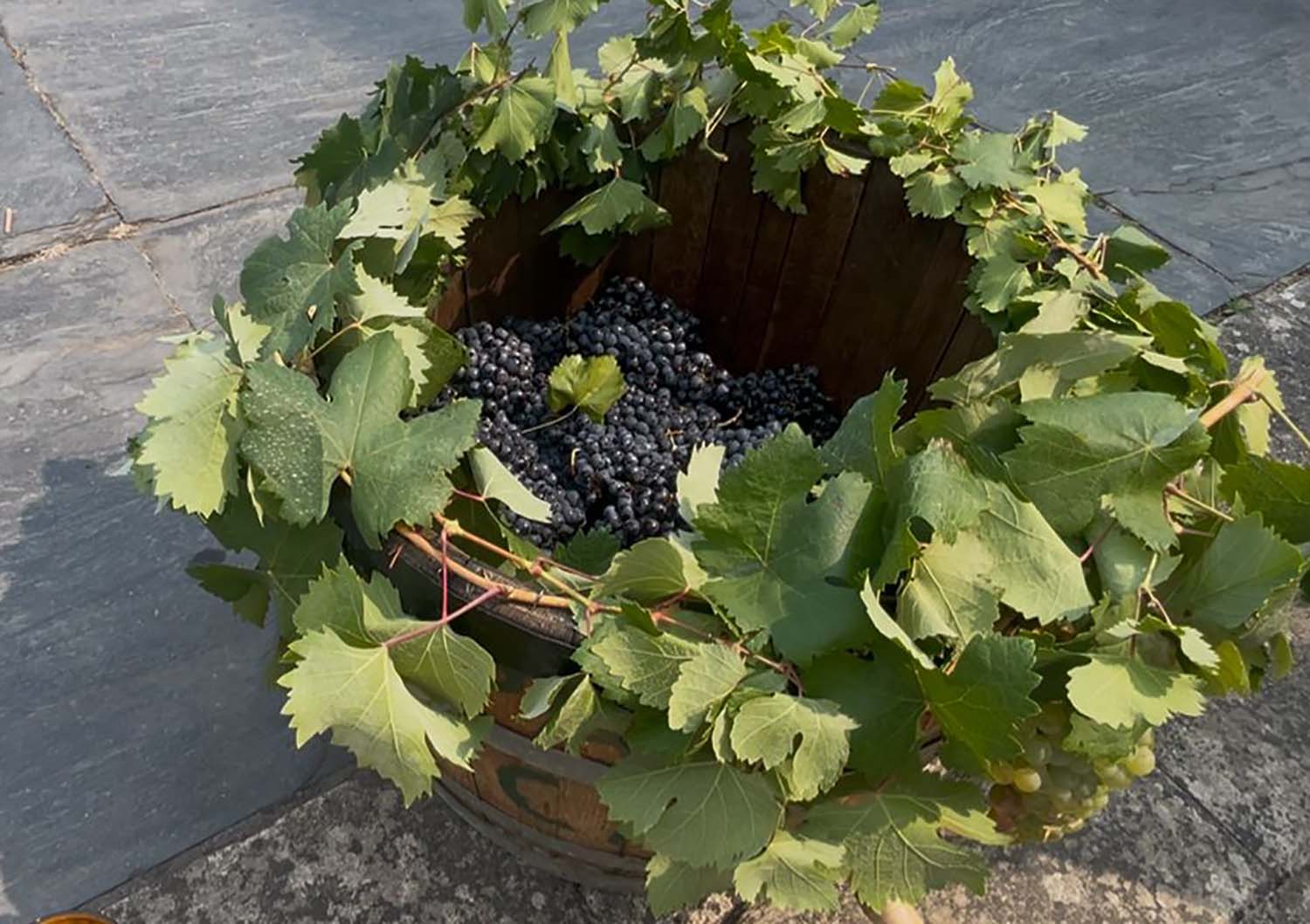 Primer mosto de la vendimia del Bierzo