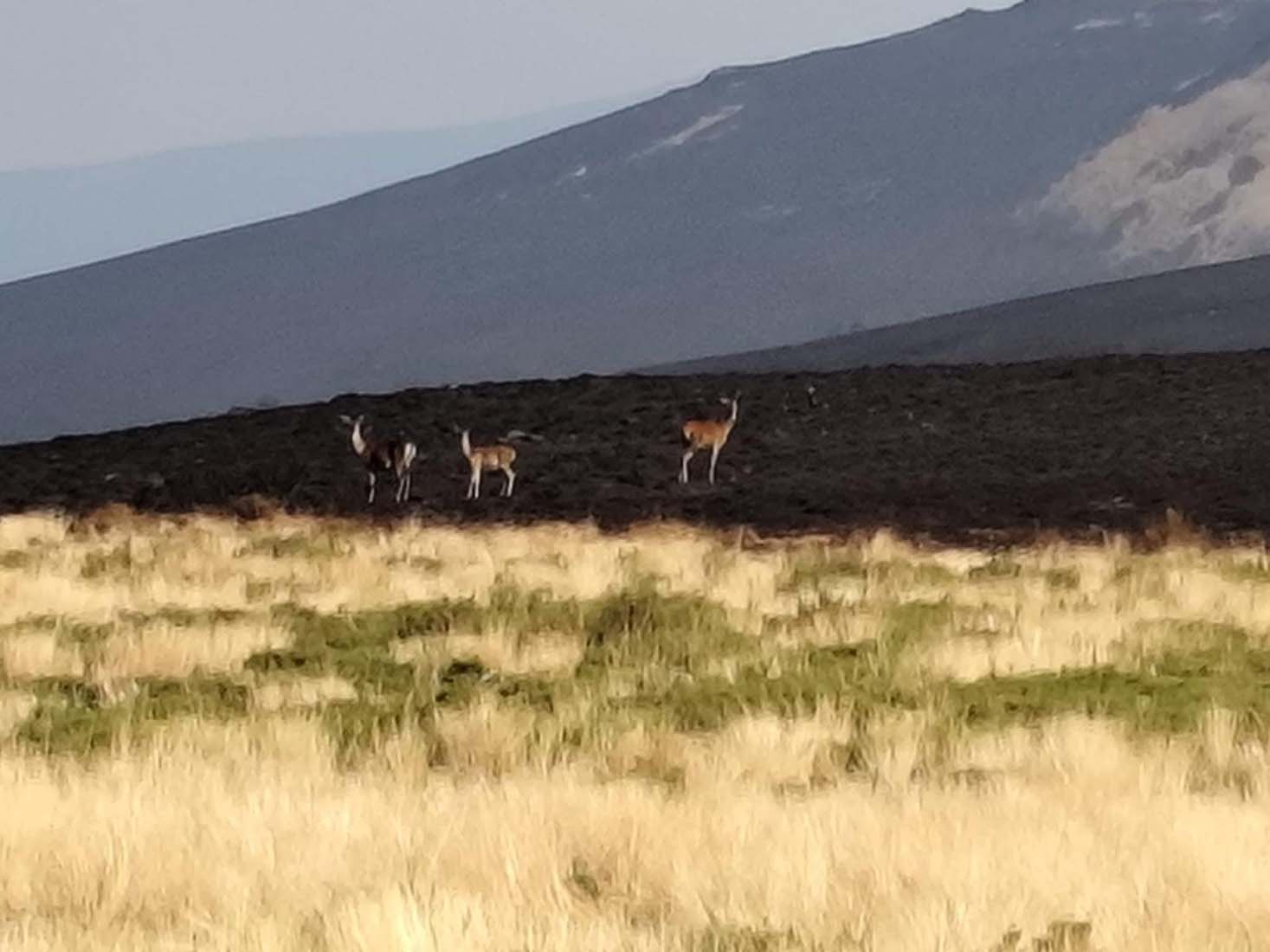 Antigua estación de El Morredero tras el incendio de Llamas de Cabrera | Foto: Cedidas a InfoBierzo por Manuel García Gómez 