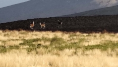 Antigua estación de El Morredero tras el incendio de Llamas de Cabrera (7) Cedidas por Manuel García Gómez
