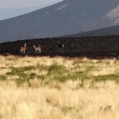 Antigua estación de El Morredero tras el incendio de Llamas de Cabrera (7) Cedidas por Manuel García Gómez