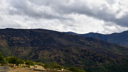 La Tebaida en cenizas resurgirá como Ave Fénix (Daniel Merino / InfoBierzo)