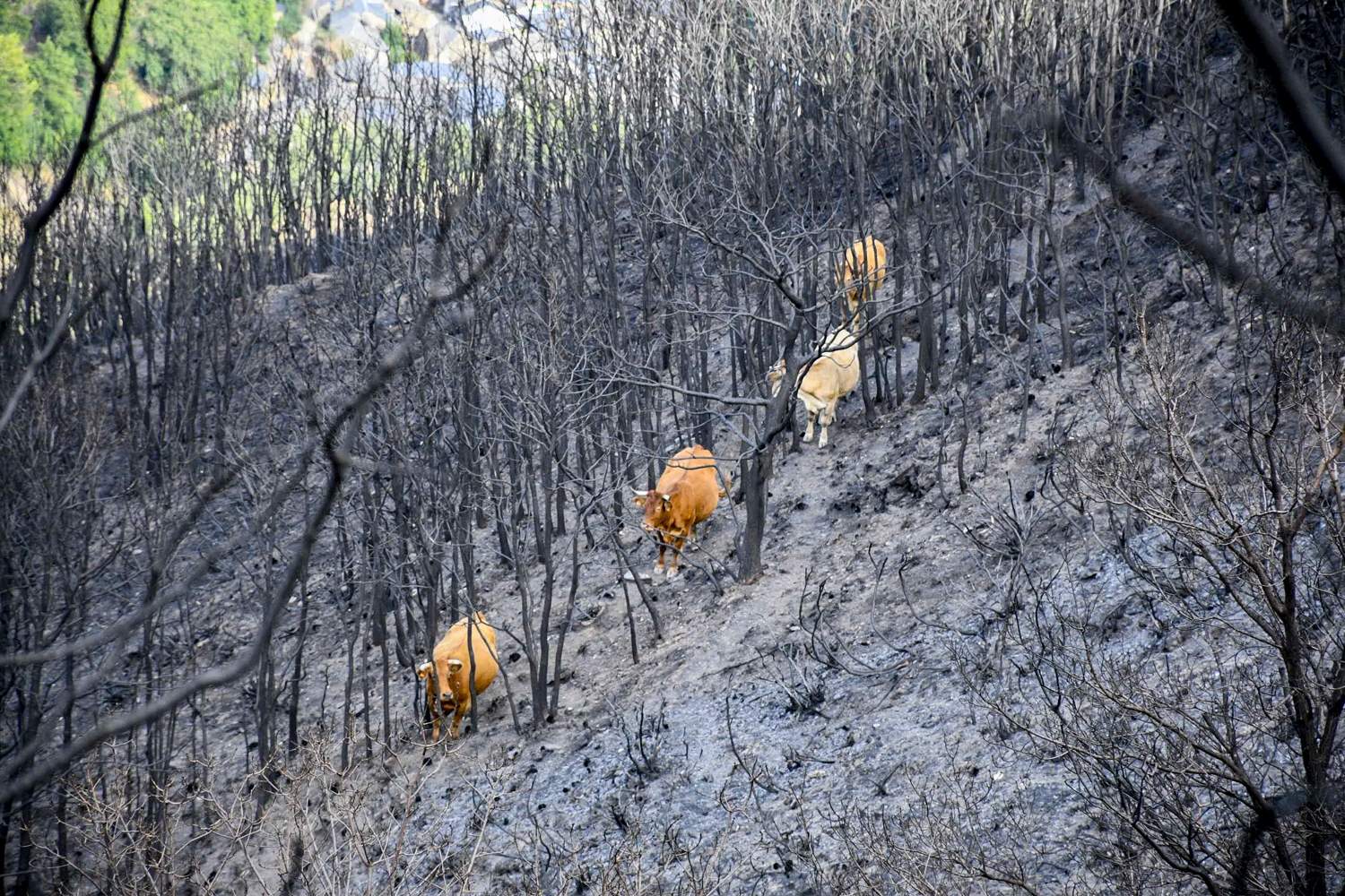 La Tebaida en cenizas resurgirá como Ave Fénix (Daniel Merino / InfoBierzo) La Tebaida en cenizas resurgirá como Ave Fénix (Daniel Merino / InfoBierzo)