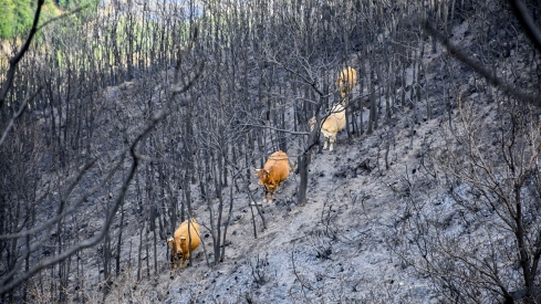 La Tebaida en cenizas resurgirá como Ave Fénix (Daniel Merino / InfoBierzo)