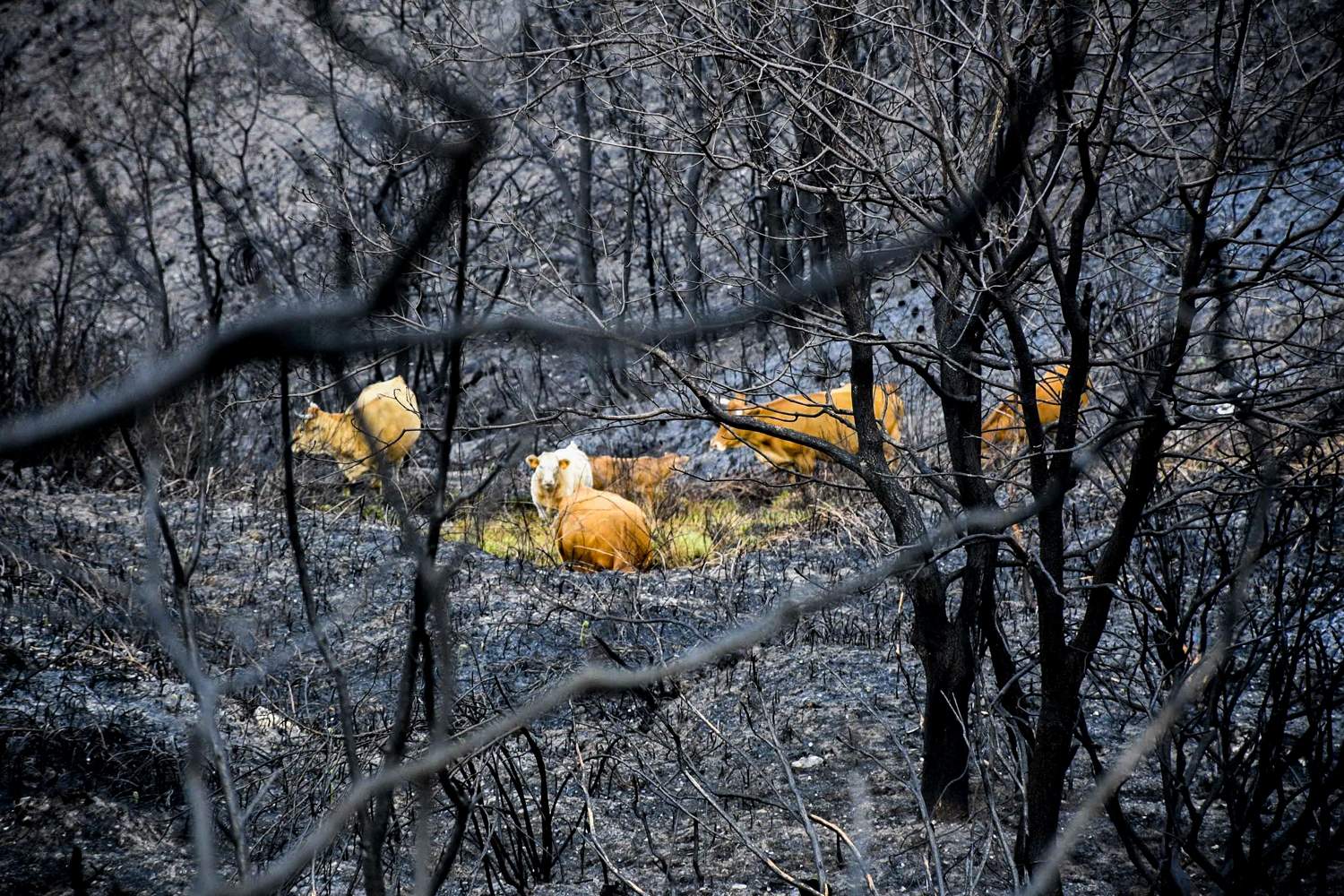 La Tebaida en cenizas resurgirá como Ave Fénix (Daniel Merino / InfoBierzo)