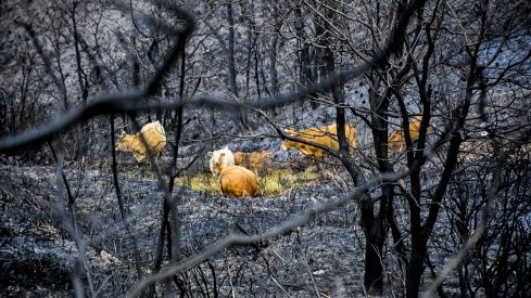 La Tebaida en cenizas resurgirá como Ave Fénix (Daniel Merino / InfoBierzo)