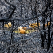 La Tebaida en cenizas resurgirá como Ave Fénix (Daniel Merino / InfoBierzo)