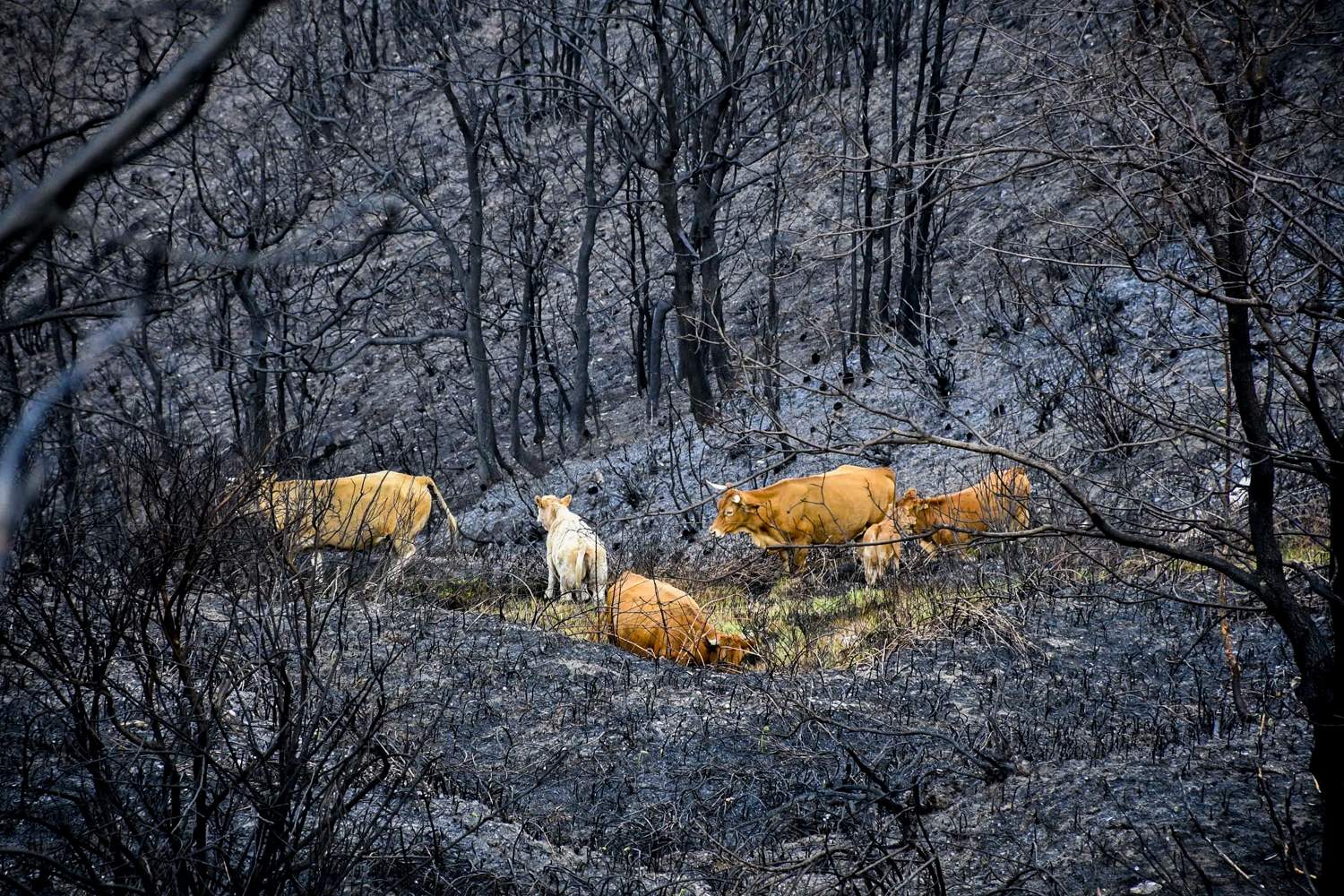 La Tebaida en cenizas resurgirá como Ave Fénix (Daniel Merino / InfoBierzo)