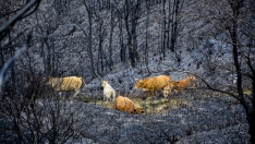 La Tebaida en cenizas resurgirá como Ave Fénix (Daniel Merino / InfoBierzo) La Tebaida en cenizas resurgirá como Ave Fénix (Daniel Merino / InfoBierzo)