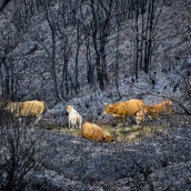 La Tebaida en cenizas resurgirá como Ave Fénix (Daniel Merino / InfoBierzo)
