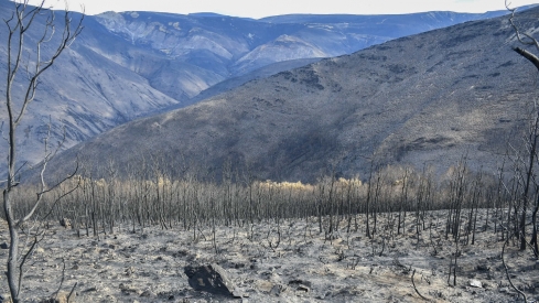 La Tebaida en cenizas resurgirá como Ave Fénix (Daniel Merino / InfoBierzo)