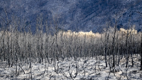 La Tebaida en cenizas resurgirá como Ave Fénix (Daniel Merino / InfoBierzo)