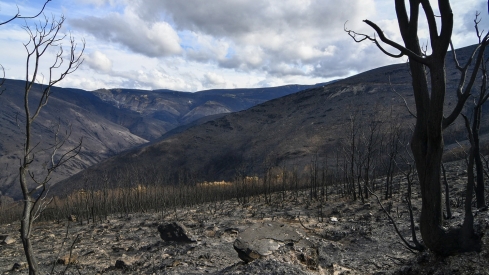 La Tebaida en cenizas resurgirá como Ave Fénix (Daniel Merino / InfoBierzo)