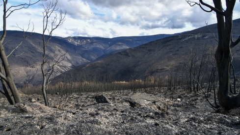 La Tebaida en cenizas resurgirá como Ave Fénix (Daniel Merino / InfoBierzo)