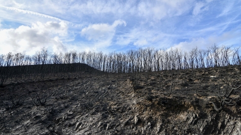 La Tebaida en cenizas resurgirá como Ave Fénix (Daniel Merino / InfoBierzo)