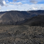 La Tebaida en cenizas resurgirá como Ave Fénix (Daniel Merino / InfoBierzo)