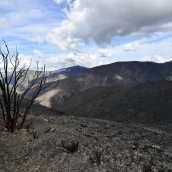 La Tebaida en cenizas resurgirá como Ave Fénix (Daniel Merino / InfoBierzo) La Tebaida en cenizas resurgirá como Ave Fénix (Daniel Merino / InfoBierzo)