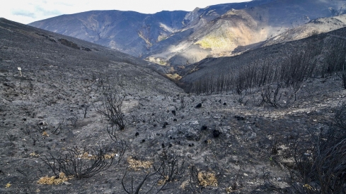 La Tebaida en cenizas resurgirá como Ave Fénix (Daniel Merino / InfoBierzo)