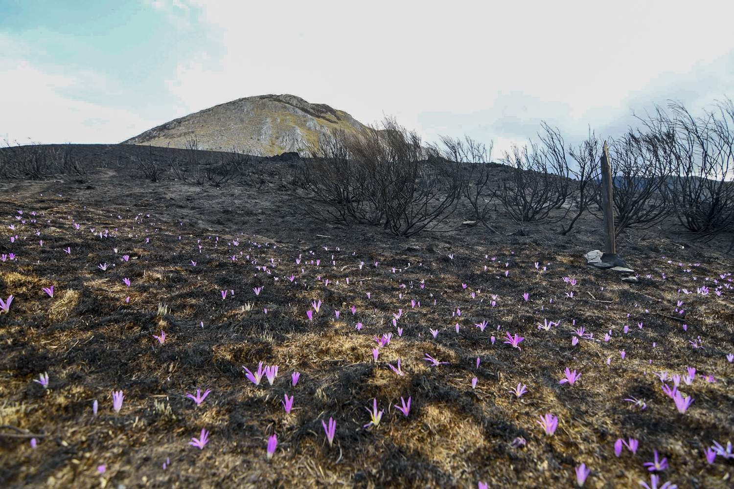 La Tebaida en cenizas resurgirá como Ave Fénix (Daniel Merino / InfoBierzo)
