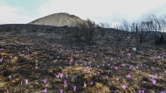 La Tebaida en cenizas resurgirá como Ave Fénix (Daniel Merino / InfoBierzo)