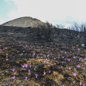 La Tebaida en cenizas resurgirá como Ave Fénix (Daniel Merino / InfoBierzo)