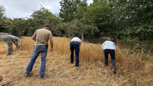 Fiesta del Trigo Espinoso de Compludo