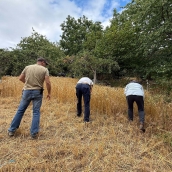 Fiesta del Trigo Espinoso de Compludo