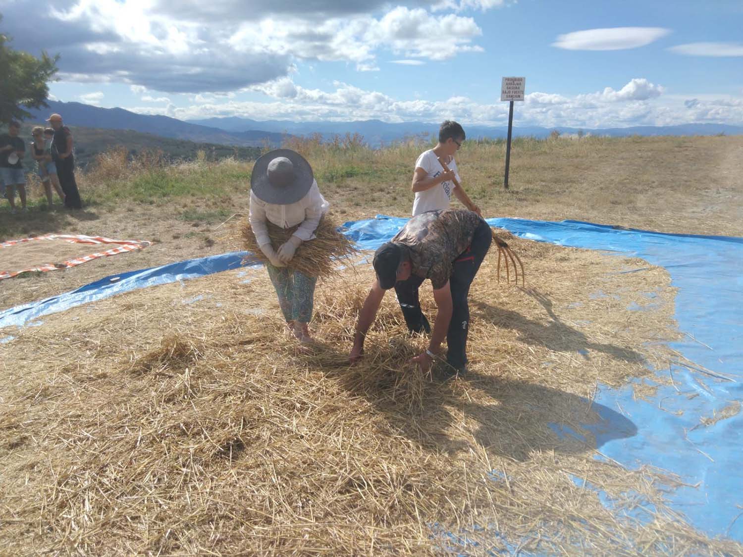 Fiesta del Trigo Espinoso de Compludo. Fiesta del Trigo Espinoso de Compludo.