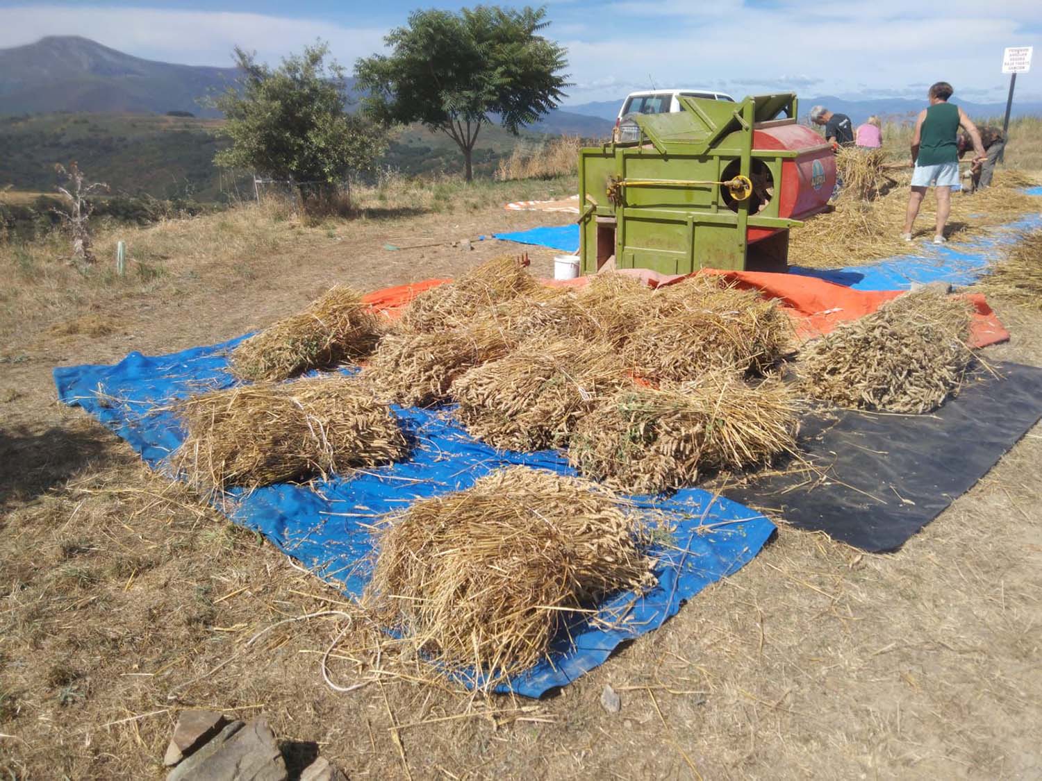 Fiesta del Trigo Espinoso de Compludo . Fiesta del Trigo Espinoso de Compludo .