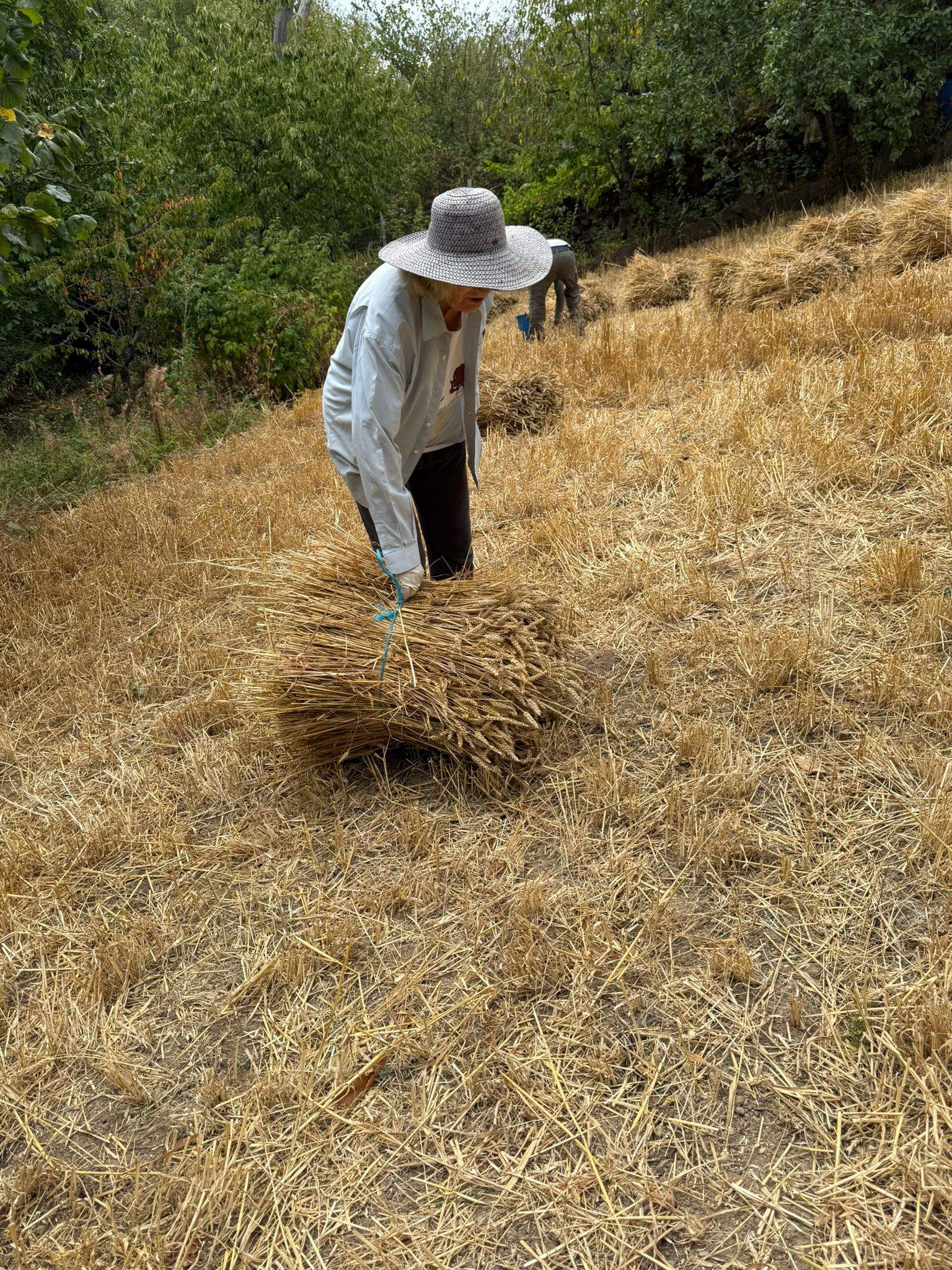 Fiesta del Trigo Espinoso de Compludo (2) Fiesta del Trigo Espinoso de Compludo (2)