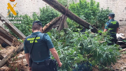 Investigado por cultivar 30 kilos de plantas de marihuana en Navalmanzano (Segovia)