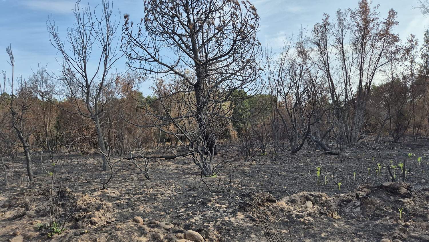 Zonas afectadas por el fuego