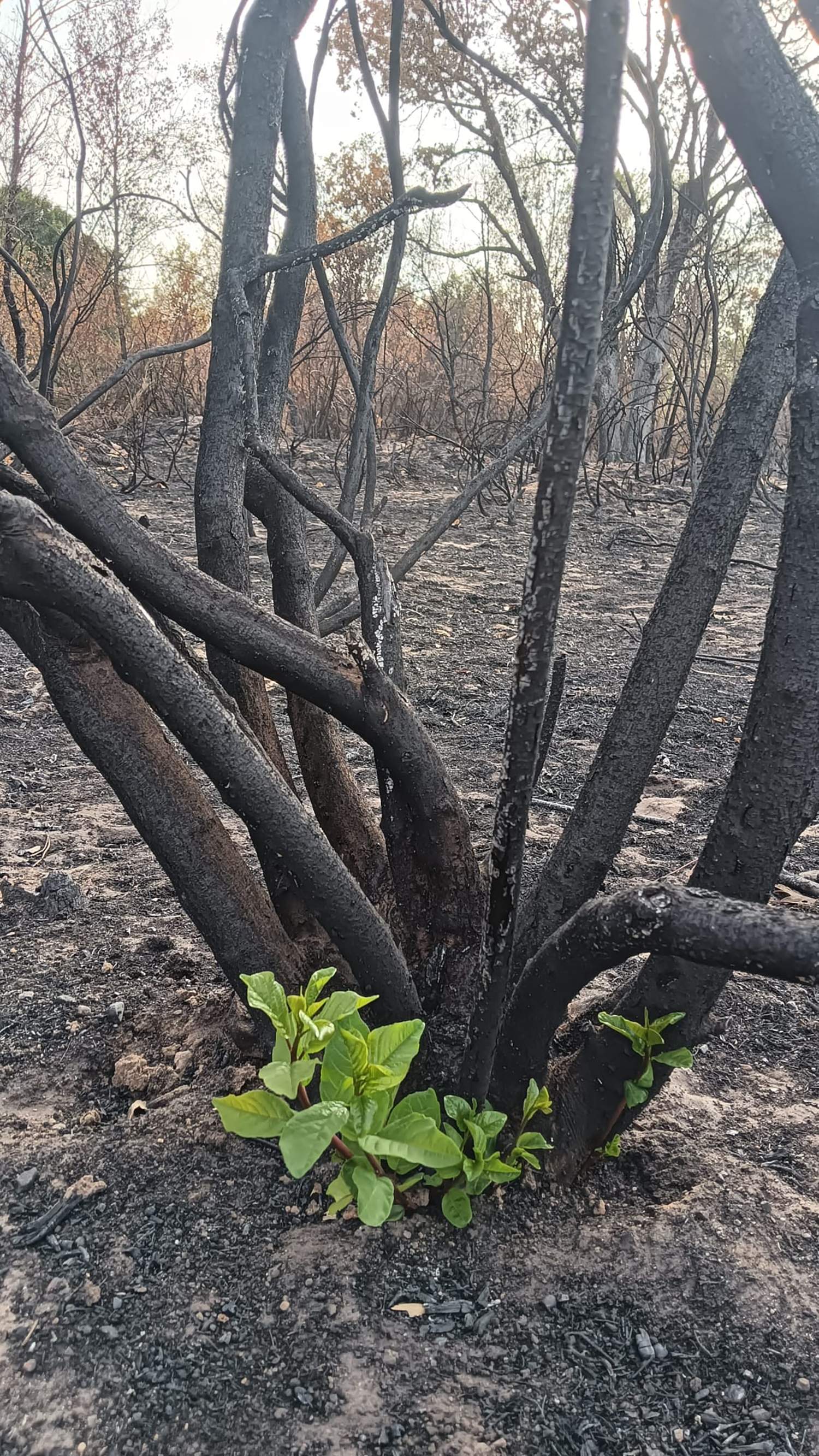 Zonas afectadas por el fuego.