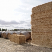 Agricultura | Ugal-Upa denuncia los problemas para que los jóvenes puedan incorporarse al sector agrario con sólo el CIFP de Almázcara para las prácticas